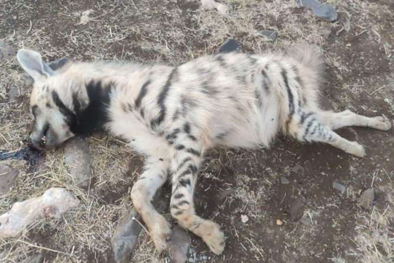 Gaziantep'te çizgili Anadolu sırtlanı ölü olarak bulundu Gaziantep'te çizgili Anadolu sırtlanı ölü olarak bulundu